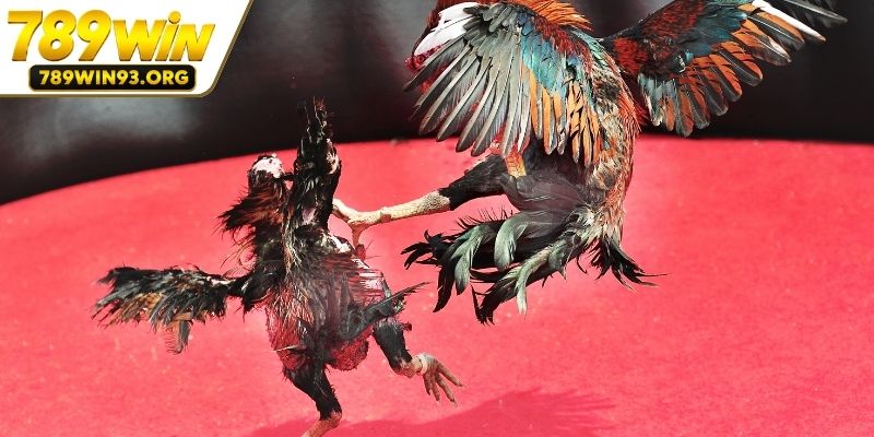 Nhiều hình thức đá gà để hội viên lựa chọn